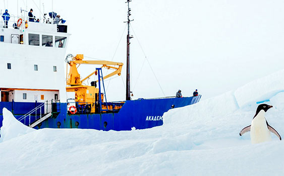 Buzkıranı Penguenler İzlemeye Geldi